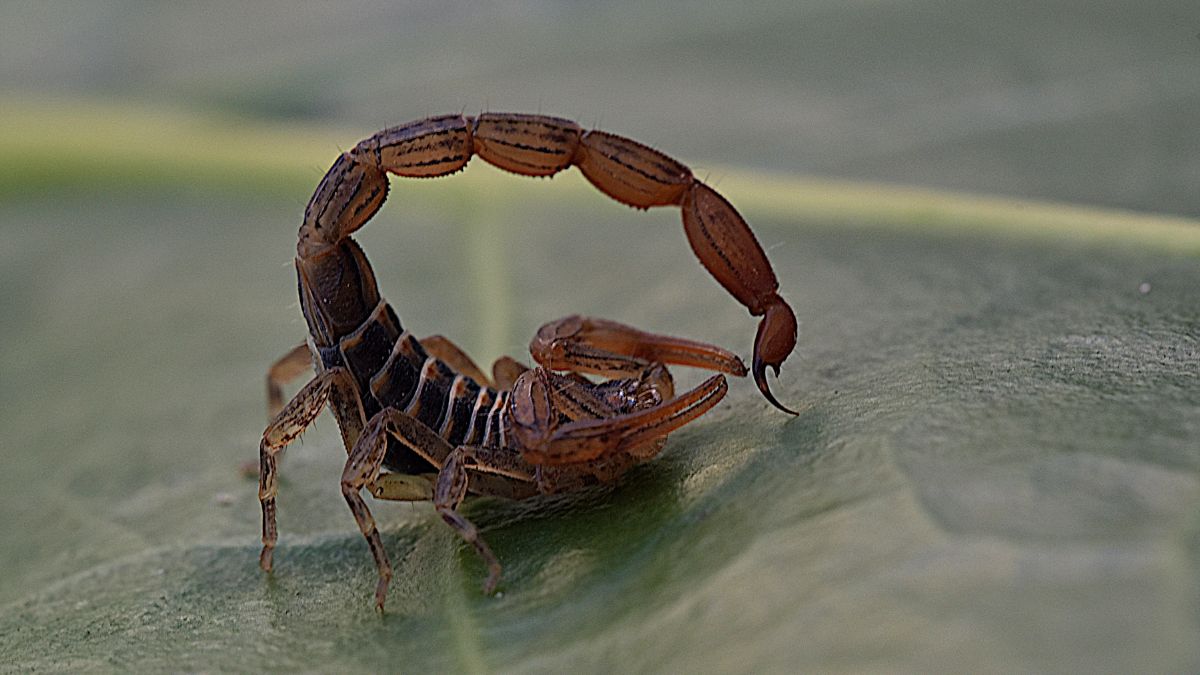 Altamente adaptáveis, os escorpiões conseguem sobreviver por longos períodos sem comida e água, mesmo em ambientes extremos/ Dominic Gagnon/Wikimedia Commons