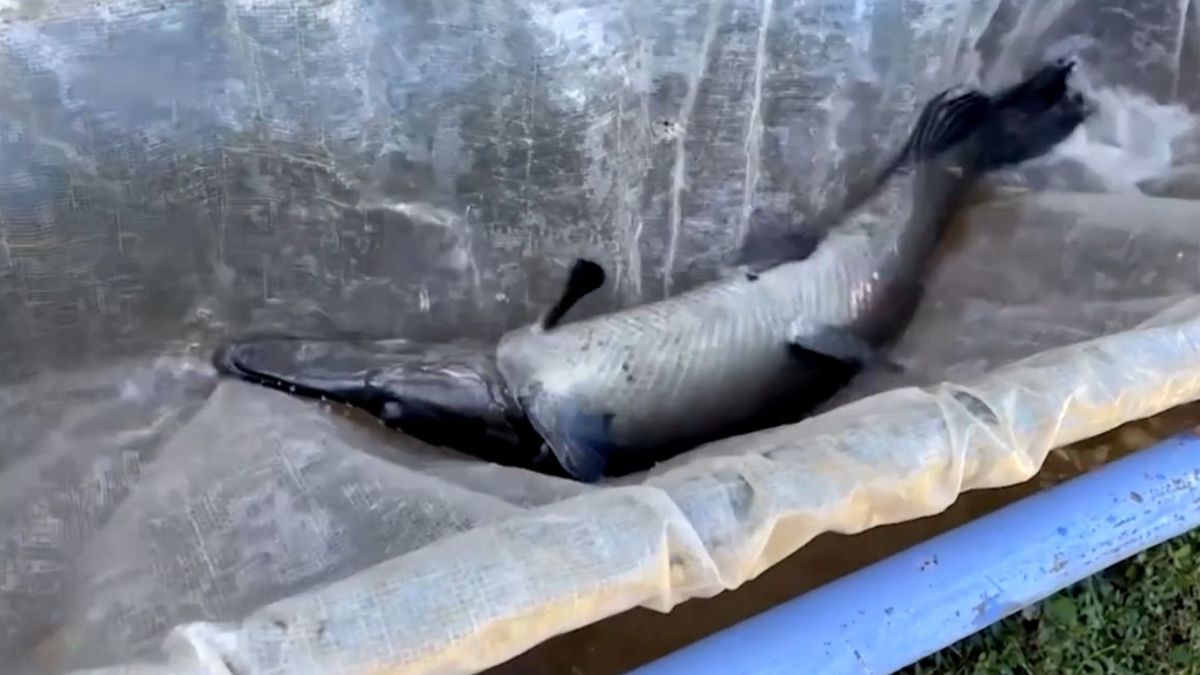 Para tentar reverter esse quadro, investigadores montaram um programa de reprodução