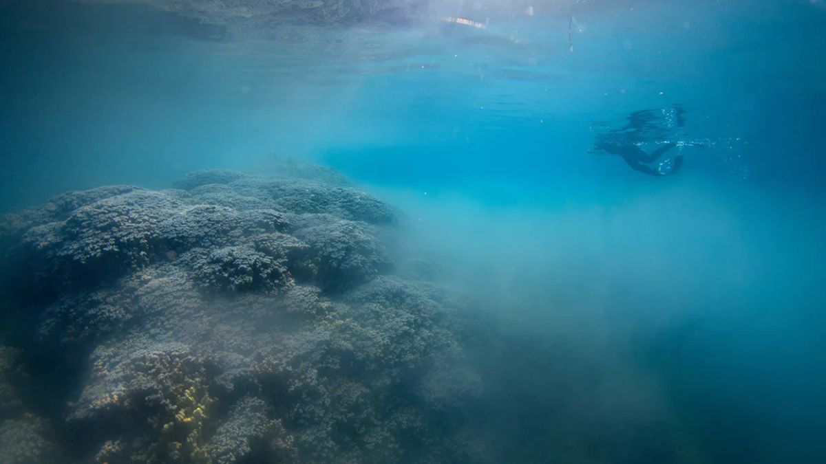 Da Polinésia à Tanzânia, o