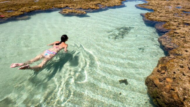 A praia brasileira onde os golfinhos chegam a poucos metros da areia
