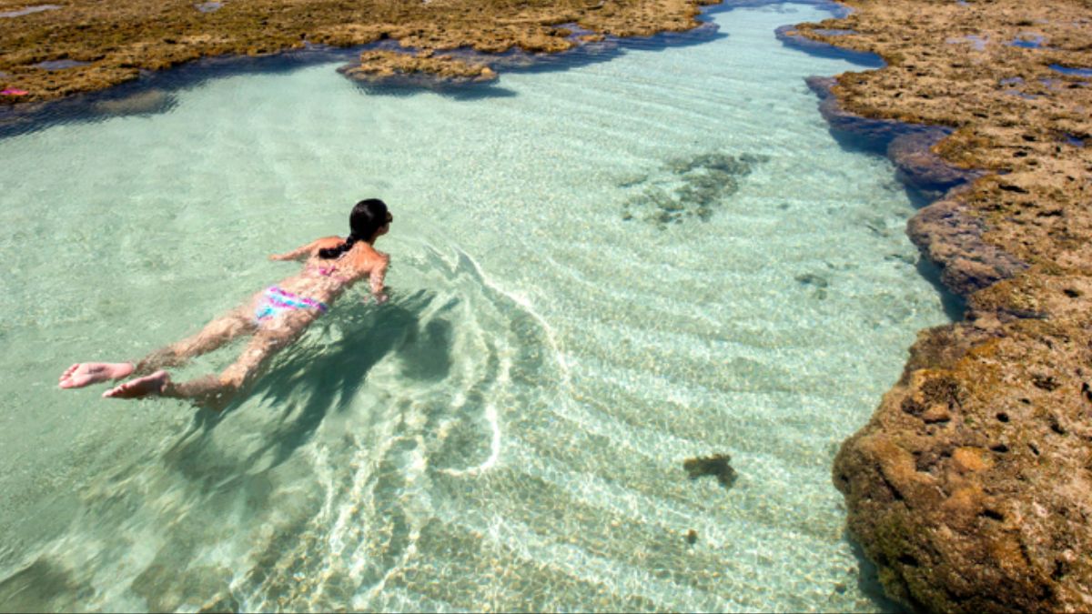 A praia brasileira onde os golfinhos chegam a poucos metros da areia