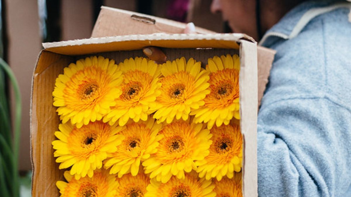 Cenários floridos que transformam qualquer passeio em fotografia perfeita/Divulgação