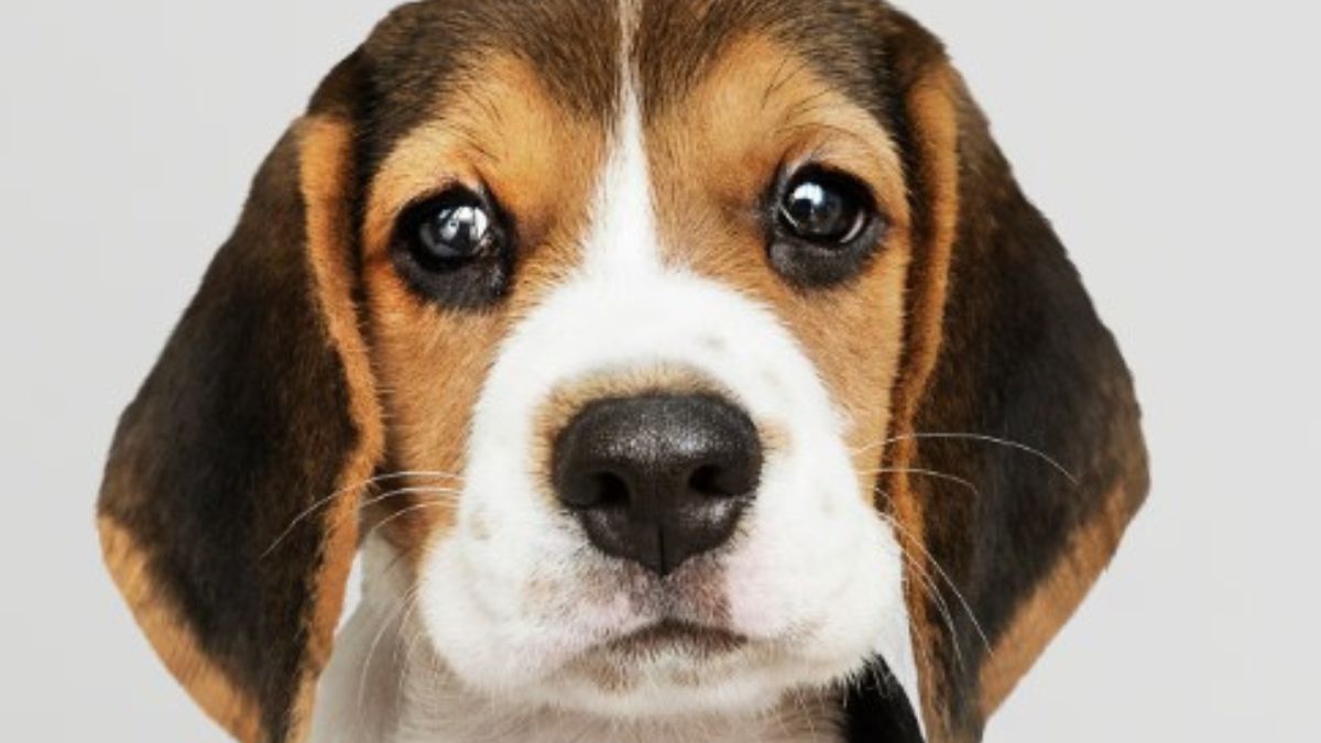 Vai viajar com seu melhor amigo? As regras sobre a presença de animais no imóvel devem ser informadas com antecedência. Verifique se o local é pet friendly e quais são as normas do condomínio para evitar transtornos / Freepik