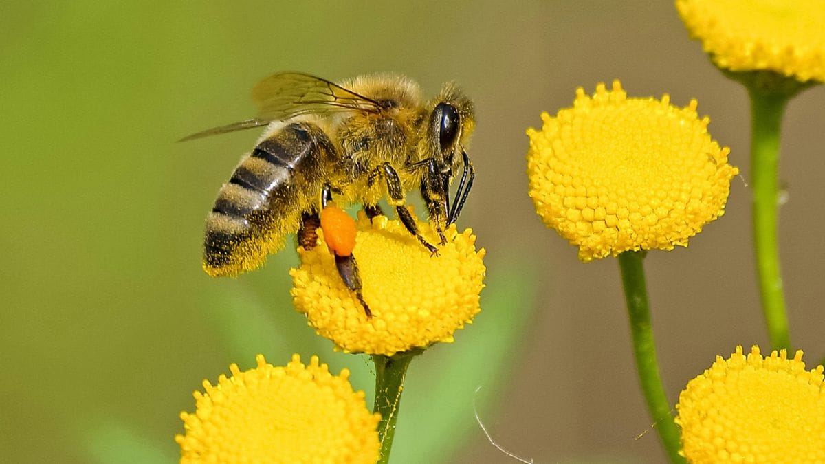 As abelhas nativas sem ferrão são essenciais para a polinização da flora brasileira/Pexels
