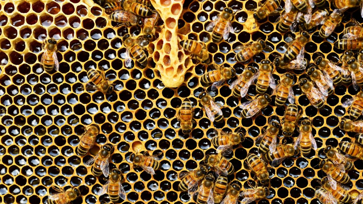 O mel das abelhas sem ferrão possui propriedades medicinais e gastronômicas únicas/Pexels