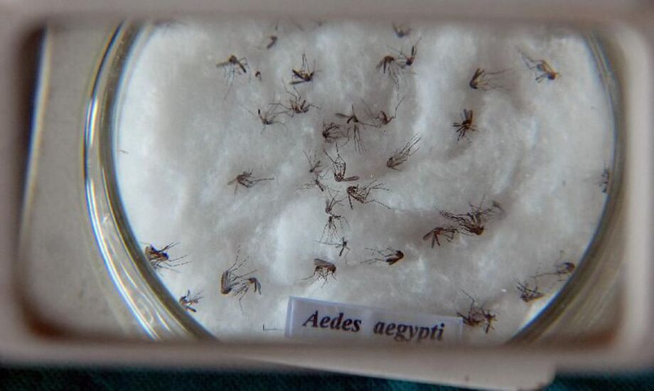O pesquisador brasileiro Luciano Moreira entrou para a lista da revista Nature das dez pessoas que mais influenciaram a ciência em 2025, graças a um projeto inovador contra doenças transmitidas pelo Aedes aegypti