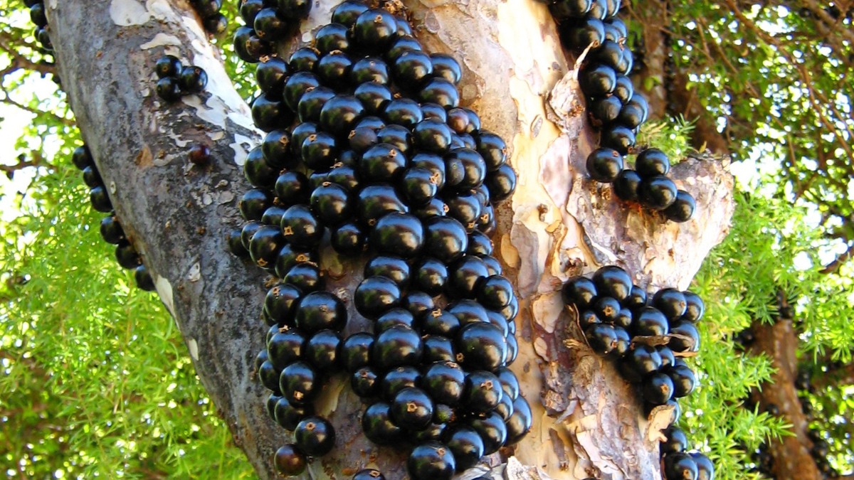 Jaboticaba e seu olhar noturno / Pixabay