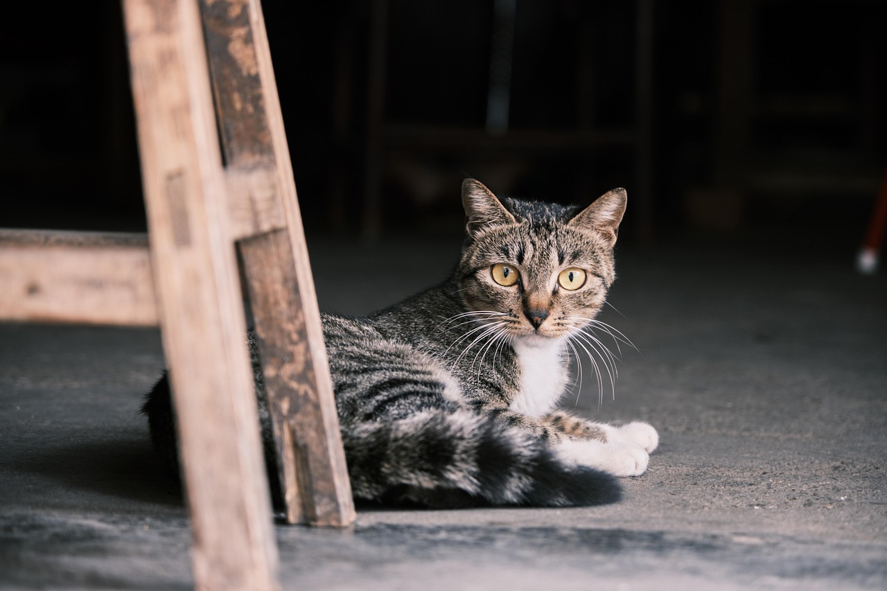 Quem cresce com animais tende a criar vínculos mais saudáveis e relações mais equilibradas na fase adulta /Pixabay