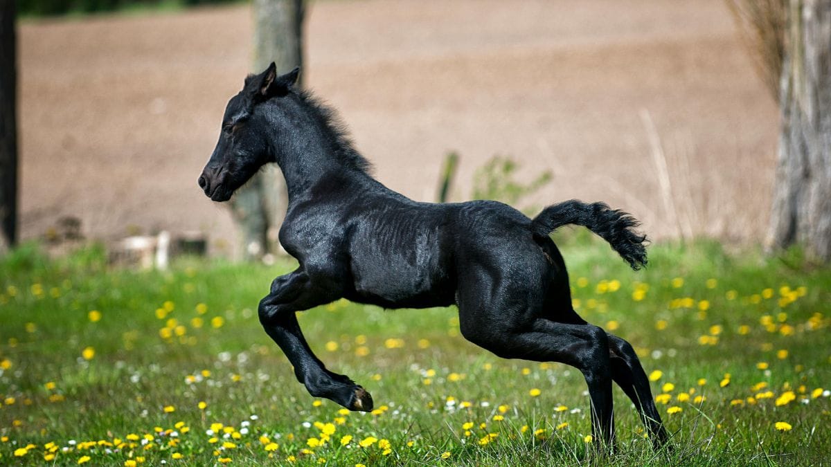 A energia acelerada do Cavalo de Fogo Yang exige cautela. O principal desafio de 2026 será evitar a impulsividade e o estresse. É crucial estabelecer um ritmo que respeite o tempo interno, praticando autocuidado e meditação ativa/Pexels