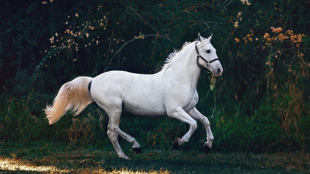 A vitalidade do Cavalo impulsiona o sucesso de quem se mostra proativo. 2026 é um ano propício para a divulgação de trabalho e para expor ideias. O movimento é essencial para alcançar bons resultados e valorizar a marca pessoal/Pexels
