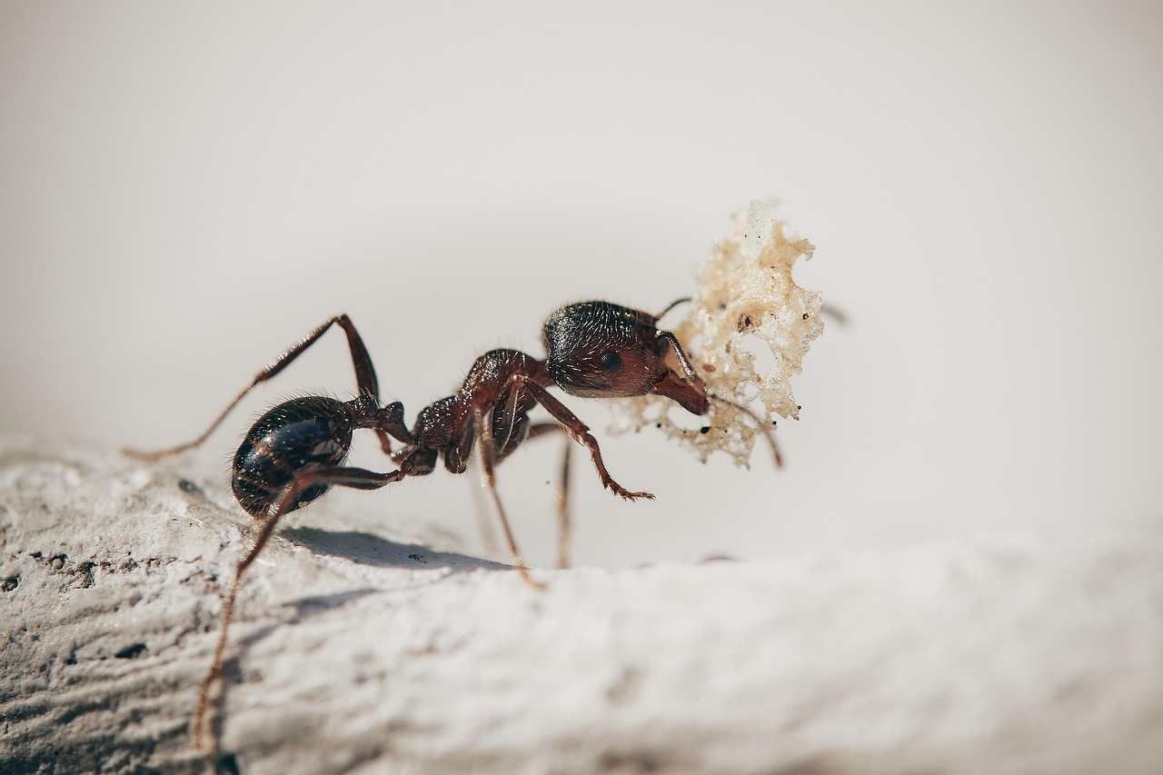 Temidas pelo veneno, as jack jumpers também sustentam relações surpreendentes na natureza /Pexels