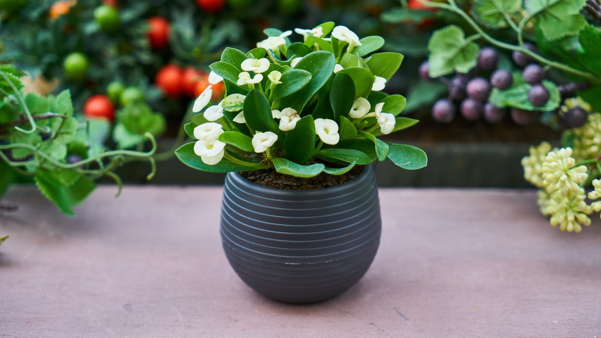Cuidar de plantas em casa estimula bem-estar emocional e atenção plena / Pixabay