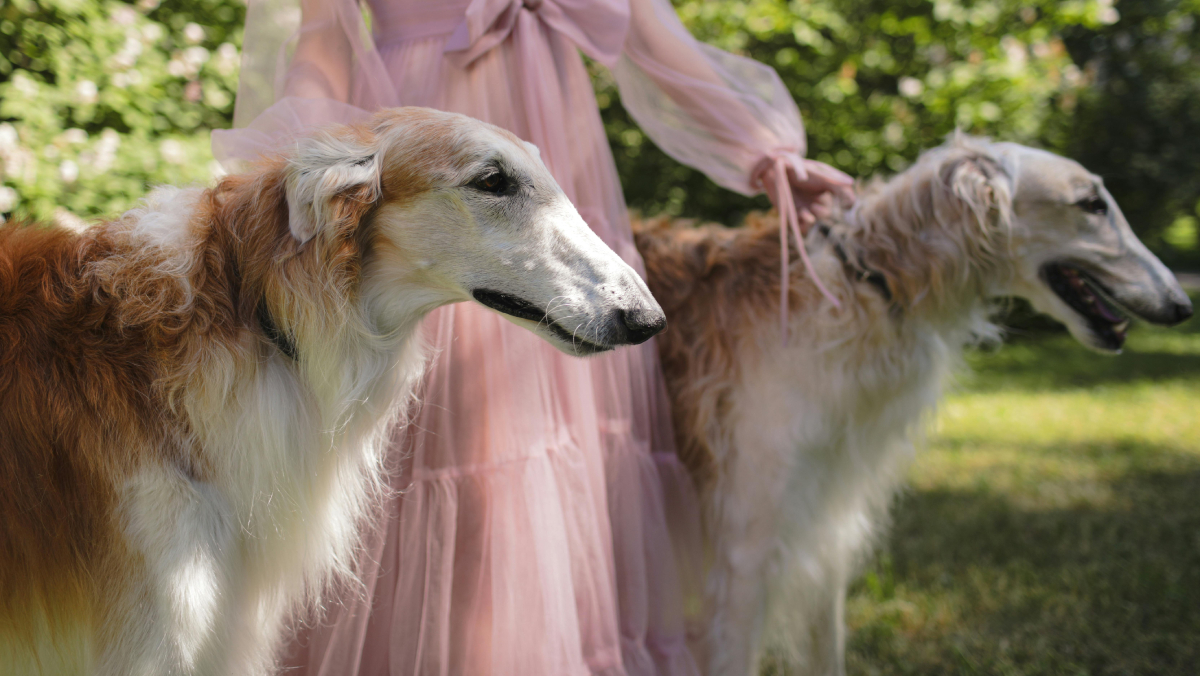 Borzoi / Pexels/cottonbro studio