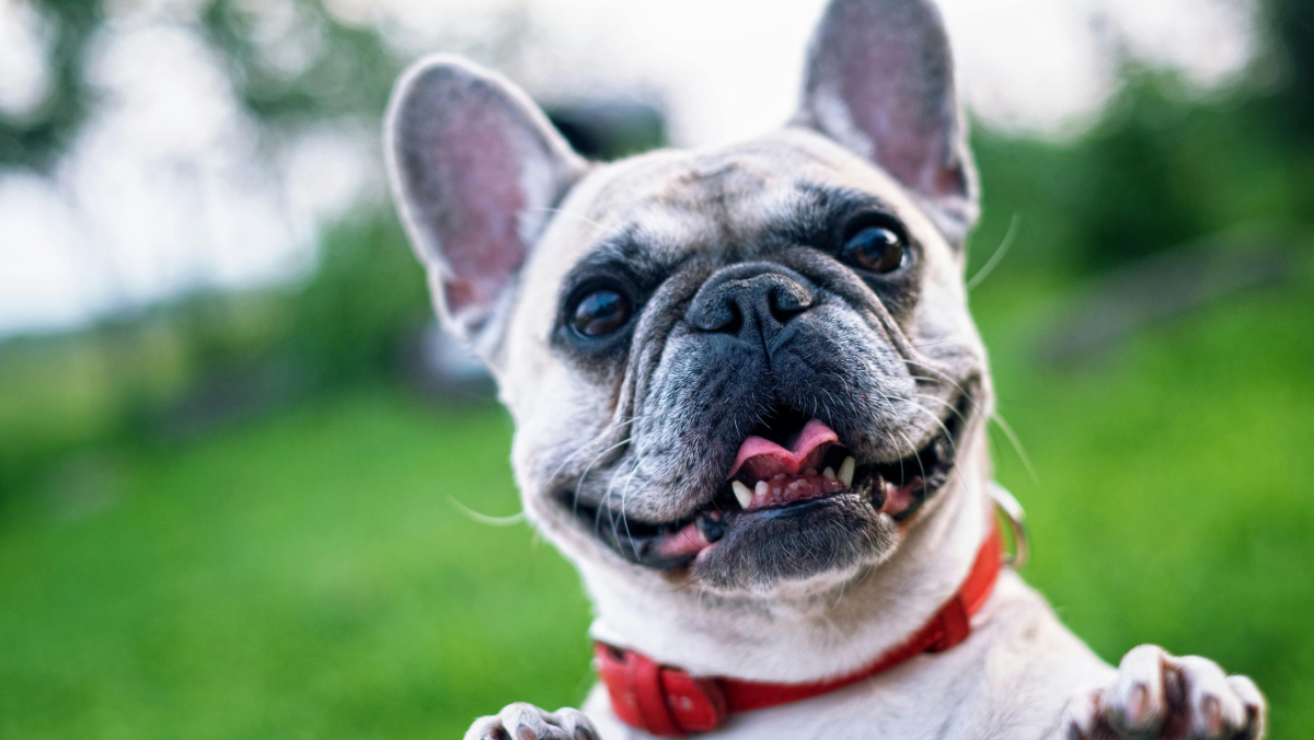 Bulldog / Pixabay