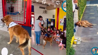 Enquanto outros cães seguem seu caminho, ele ficou
