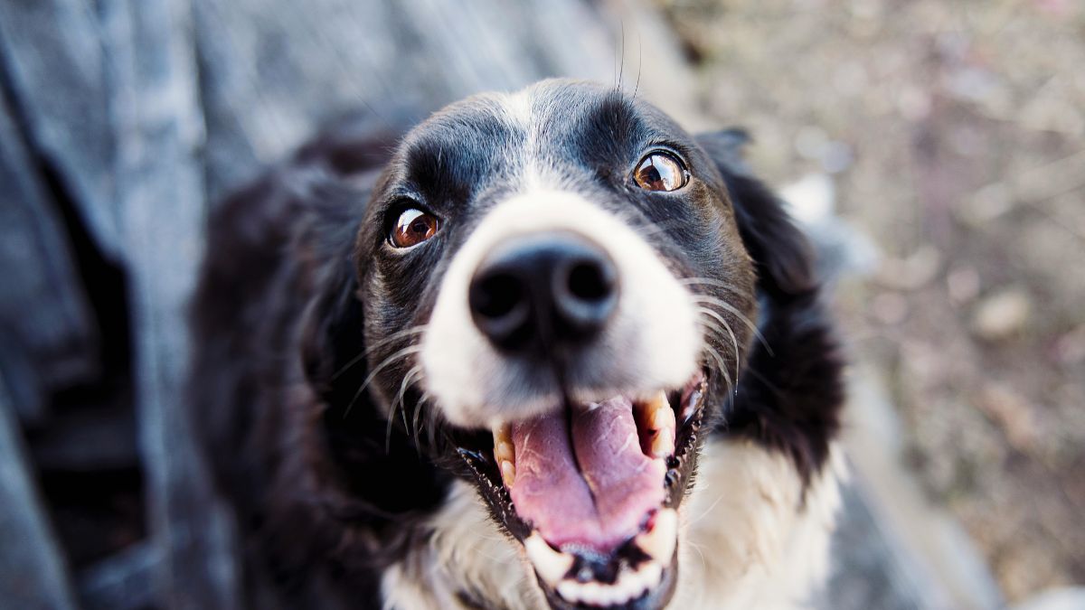 Pesquisadores identificaram que algumas enfermidades surgem em sequência previsível durante o envelhecimento canino/Pexels