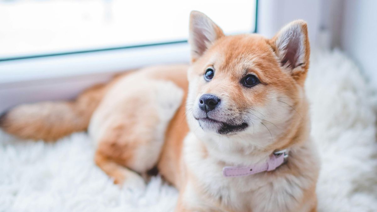 Seu cão pode pousar a pata sobre seu braço para iniciar contato ou buscar proximidade. Na prática, é muitas vezes uma solicitação clara quer brincar, deseja sair ou está buscando um carinho/Pexels