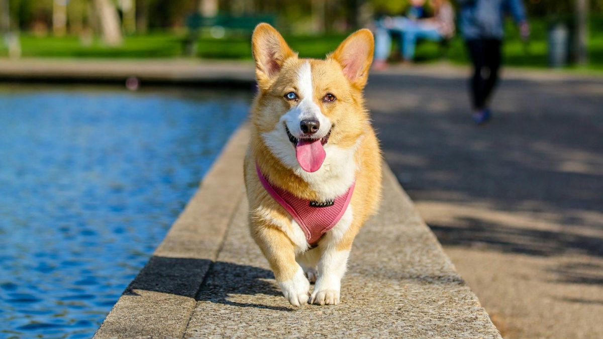 Santos e São Vicente estão entre apenas cinco cidades do país que regulamentaram a presença de animais na praia / Pexels