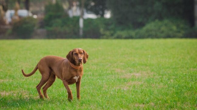 Caraguatatuba abre vagas para agendamento de avaliação de cães e gatos