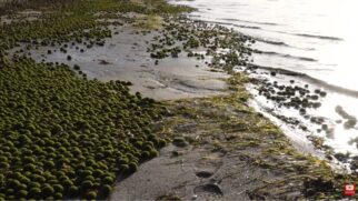 Esferas de algas chamaram atenção pela forma e pela quantidade