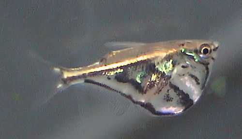 Peixe-borboleta-forquilha/Wikipedia