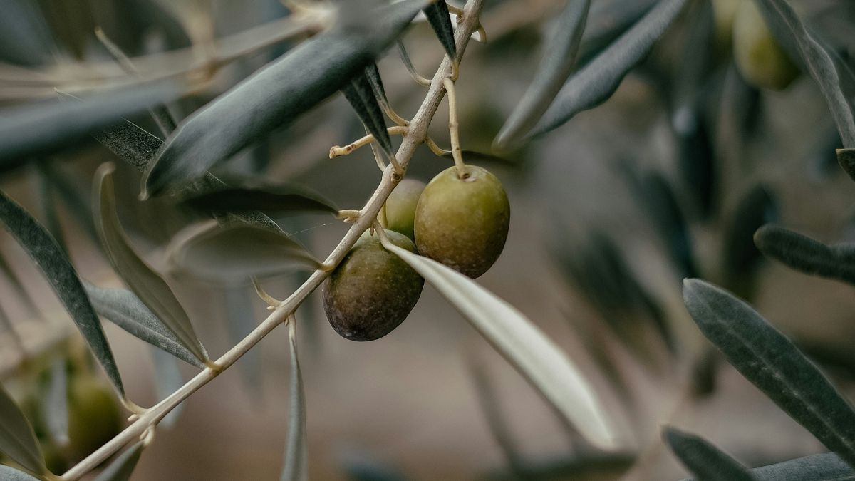 Você sabia que o caroço de azeitona é um excelente isolante térmico natural? Por ser extremamente resistente ao calor, ele pode ser usado para preencher descansos de panela caseiros, protegendo suas superfícies de queimaduras com um toque rústico/Unsplash