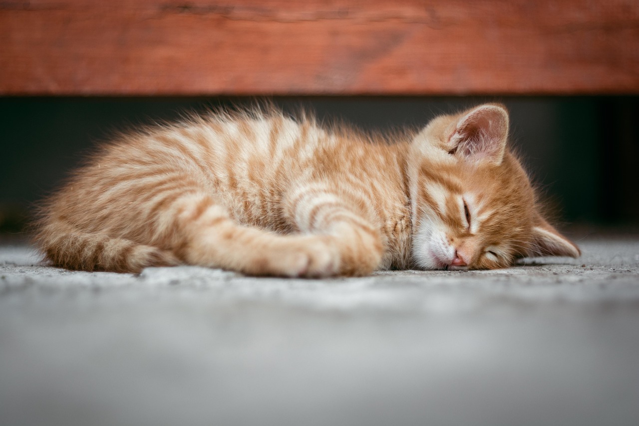 A convivência com pets ensina responsabilidade e compromisso que acompanham a pessoa por toda a vida /Pixabay