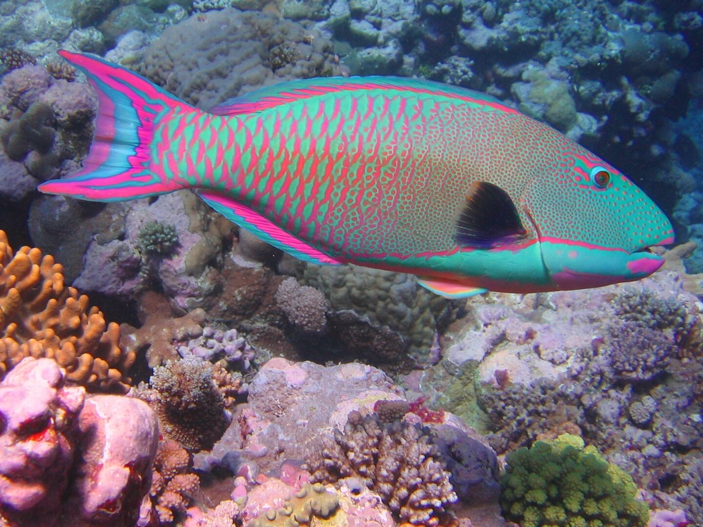 Peixe-papagaio/Wikipedia