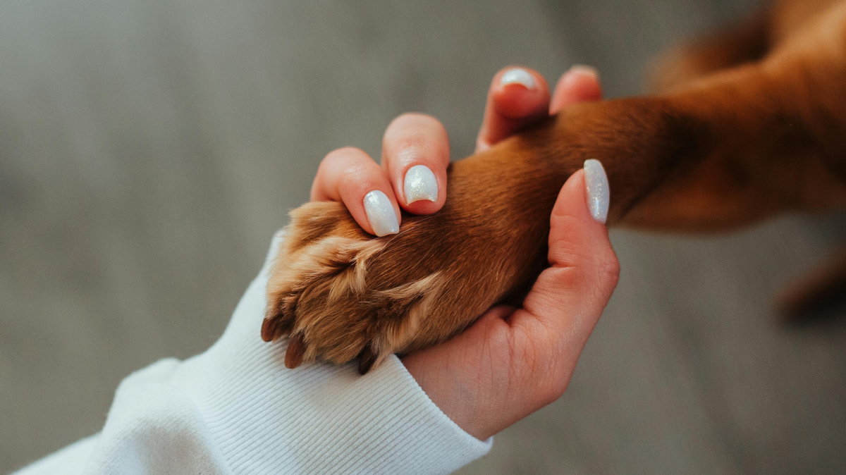Os pesquisadores identificaram doze genes presentes tanto em cães quanto em pessoas / Pexels/Ivan Babydov