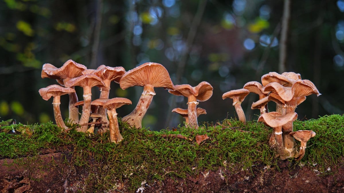 Muitas espécies de fungos formam parcerias com plantas, ajudando na absorção de água e minerais do solo / Pixabay