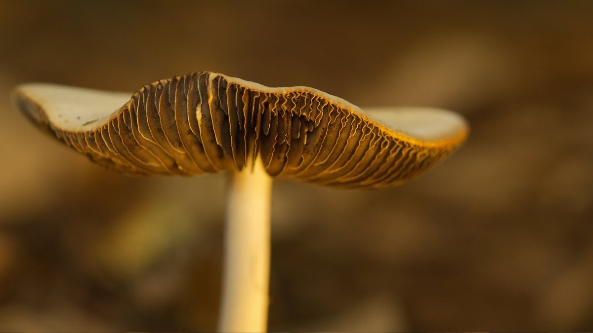 Fungos também ajudam no controle biológico, combatendo pragas sem prejudicar o meio ambiente / Pixabay