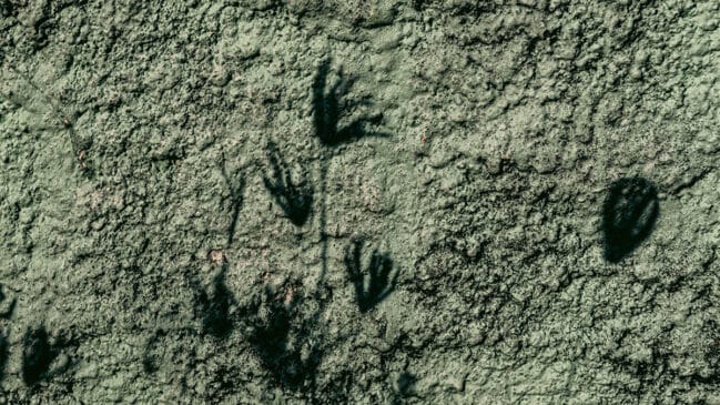 A Bolívia ganhou destaque no cenário científico internacional após a confirmação da maior concentração de pegadas de dinossauros já registrada no mundo