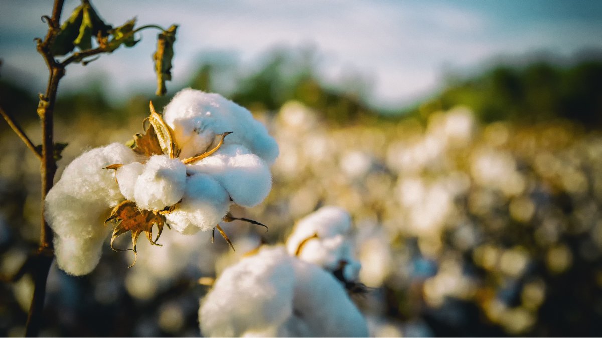 O cultivo do algodão envolve cuidados com o solo, clima adequado e manejo sustentável para garantir fibras de qualidade e menor impacto ambiental / Pixabay