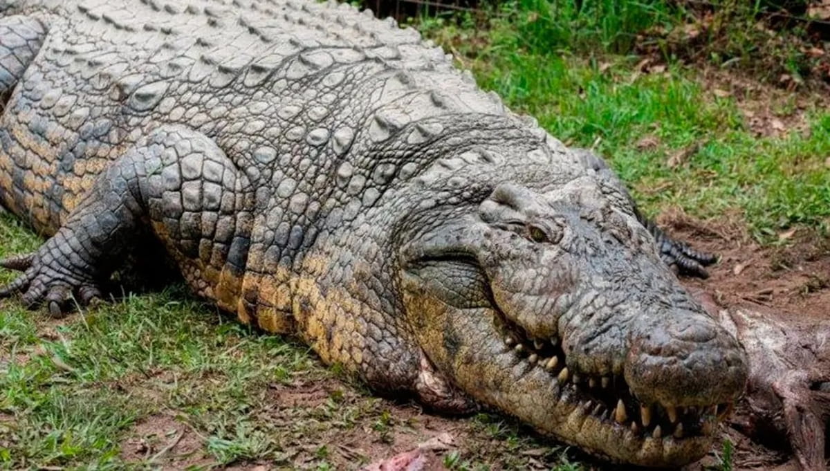 Mesmo em idade extremamente avançada, o animal mantém comportamento territorial e segue fértil, tendo produzido ao longo da vida mais de 10 mil filhotes