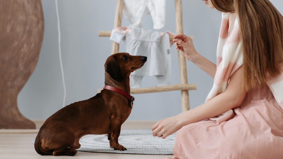 Dachshund / Pexels/Pavel Danilyuk