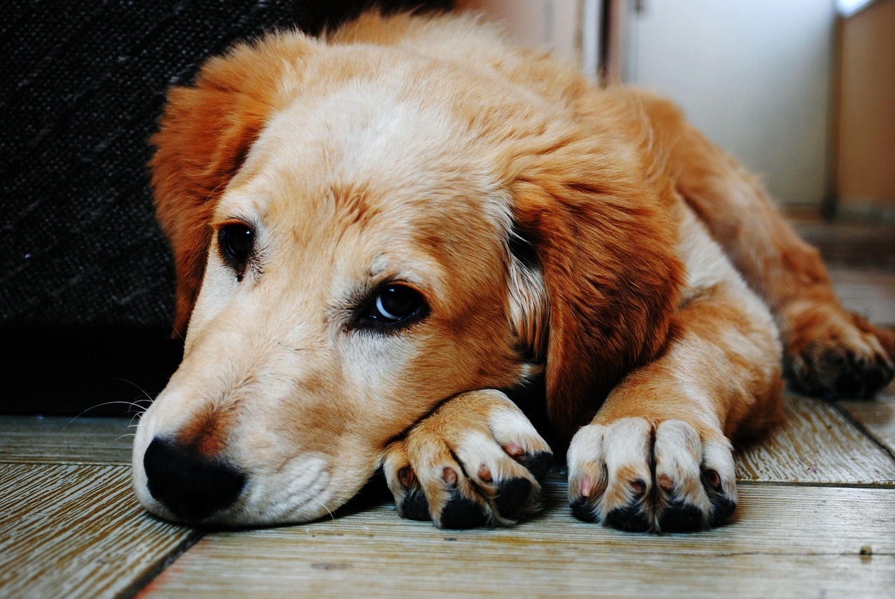 Observar como seu cachorro se movimenta pode revelar muito sobre o bem-estar dele e fortalecer ainda mais o vínculo entre vocês/Pixabay