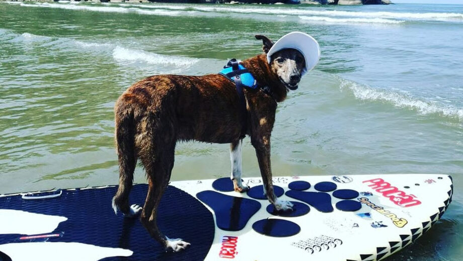 A legislação municipal exige que os tutores conduzam os animais com coleira e guia compatíveis com o porte / Divulgação/Pets Turistas