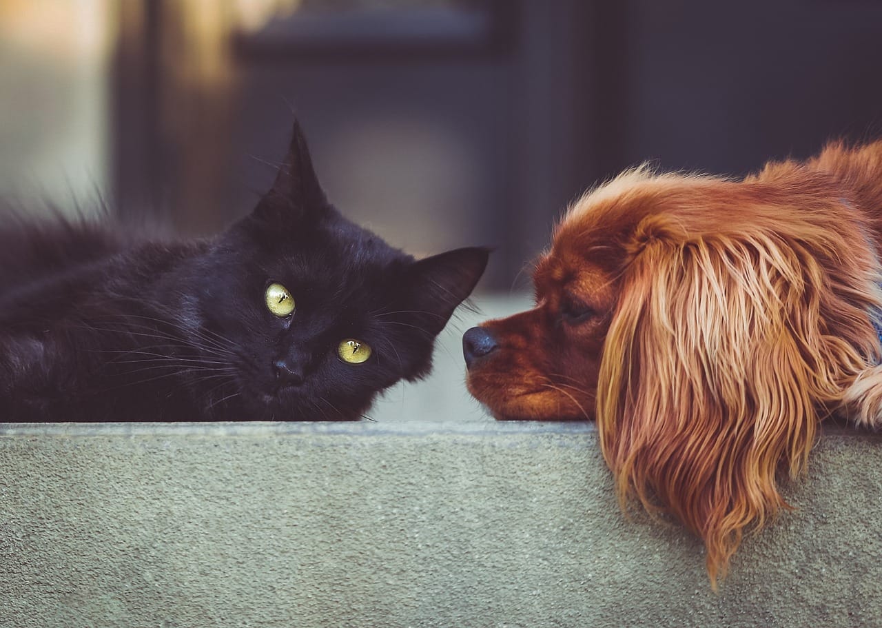 Cuidar de um pet na infância ajuda a desenvolver autocontrole emocional e paciência /Pixabay
