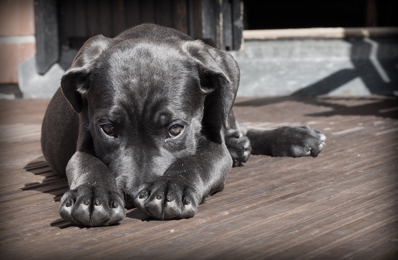 Esse "espreguiçar" na porta é um verdadeiro olá canino. Seu cão está dizendo que se sente seguro, bem e feliz com você/Pixabay