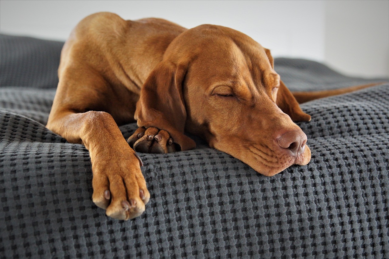 Linguagem corporal também é conversa. O alongamento de saudação é um dos sinais mais positivos que um cachorro pode dar ao tutor/Pixabay