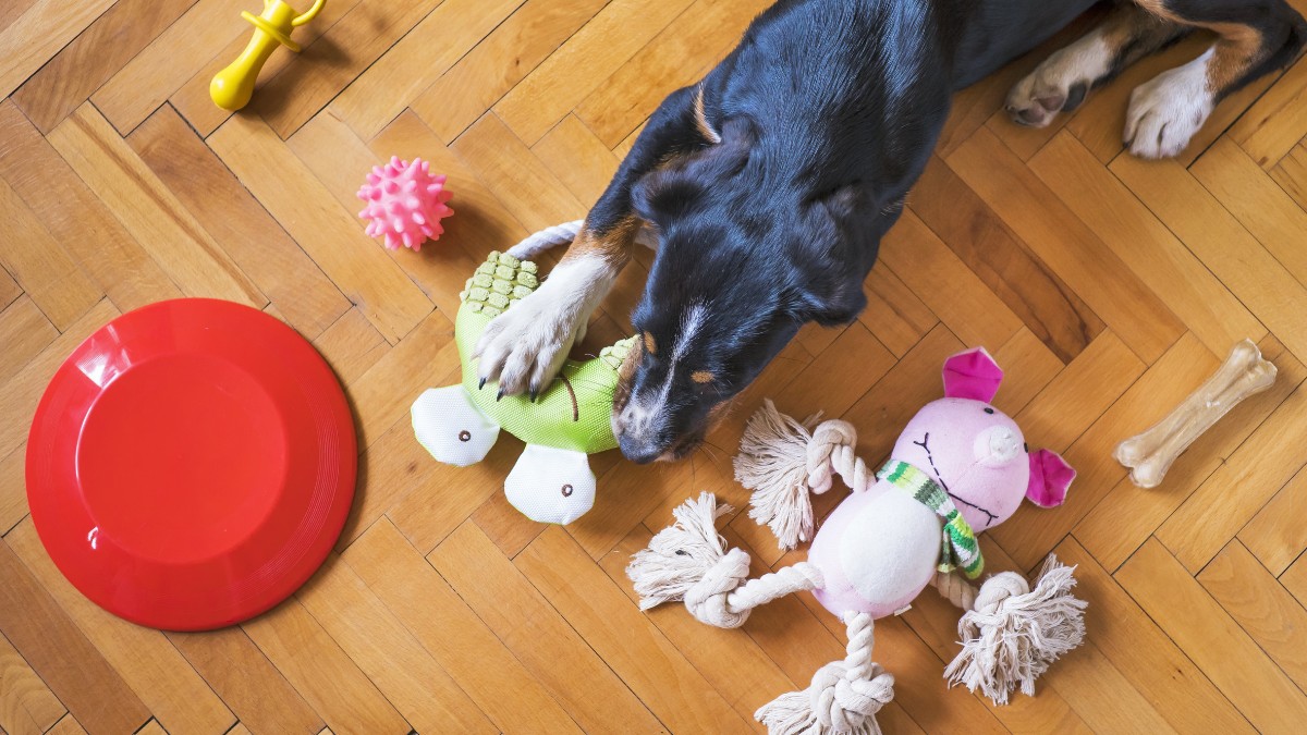 Muitos lares já incluem o cão na agenda: desde o café da manhã até o momento de relaxar no sofá / Pixabay