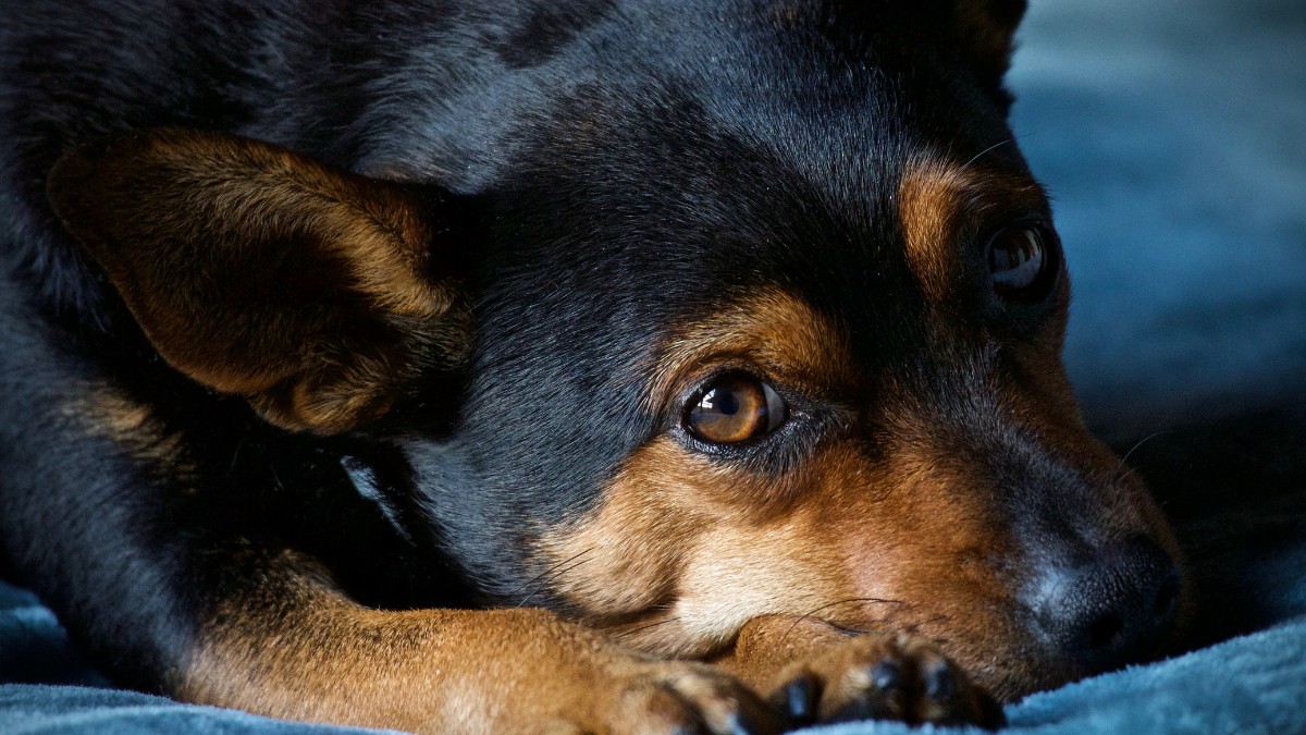 Para muita gente, chegar em casa e ser recebido pelo cão é o melhor momento do dia / Pixabay