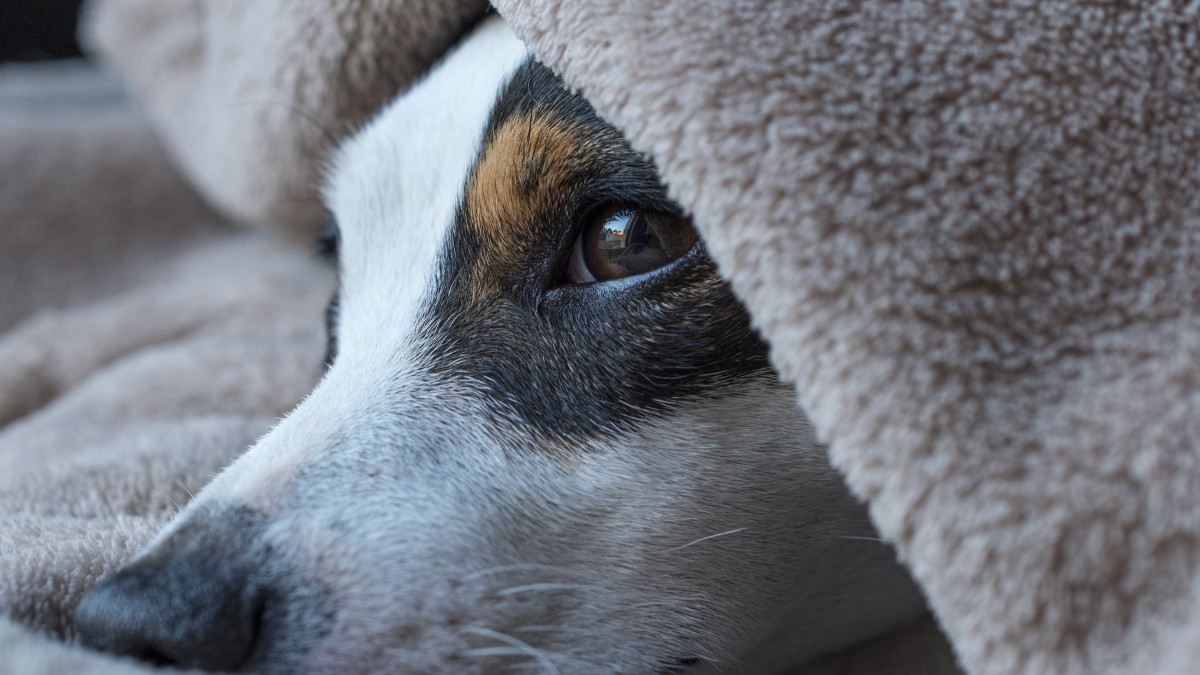 Os cães se adaptam ao ritmo da família e acabam criando seus próprios rituais junto com os tutores / Pixabay