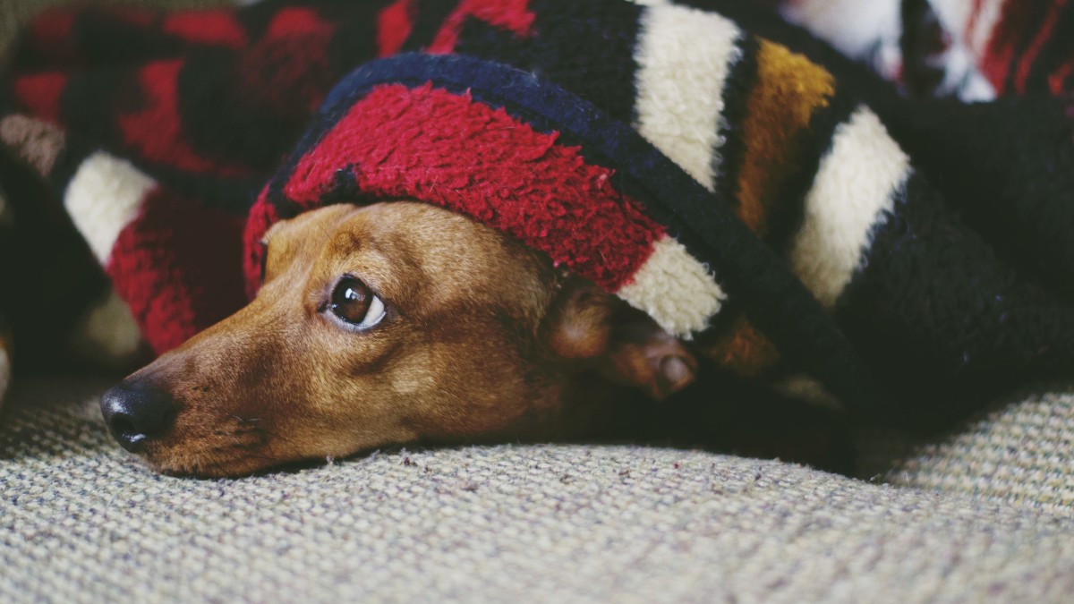 Viagens, caminhadas e até tarefas simples se tornam mais leves quando o cão faz parte da rotina / Pixabay