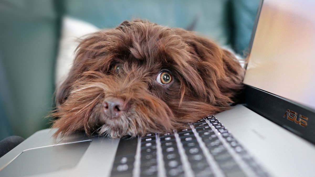 O vínculo cresce quando o pet deixa de ser apenas um animal e passa a ser companhia constante na vida cotidiana / Pixabay