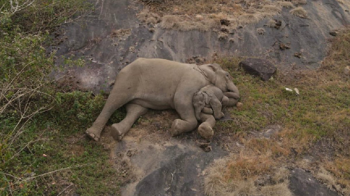 Mãe dorme abraçada com filhote após o reencontro