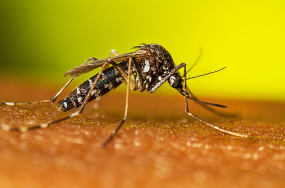 A presença do mosquito modificado já reduziu em cerca de 89% os casos de dengue em 16 cidades brasileiras
