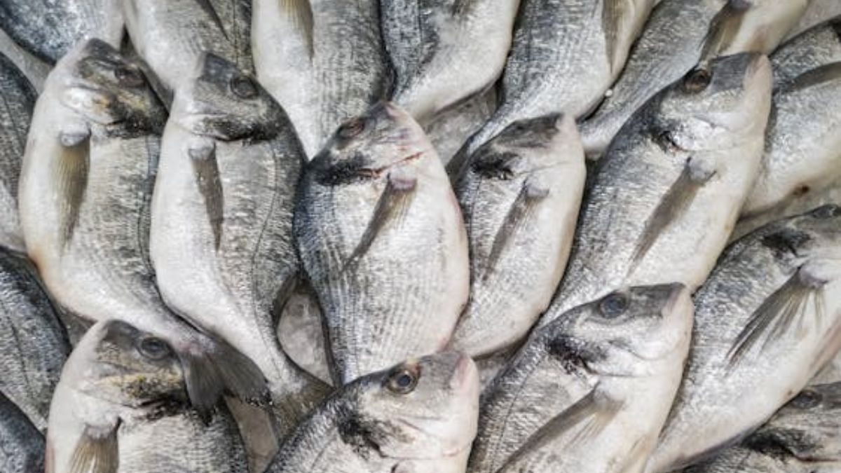 Existem alguns tipos de peixes que são semelhantes a eles e muito mais acessíveis, mesmo sendo um dos mais feios (Engin Akyurt/Pexels/Imagem Meramente Ilustrativa)