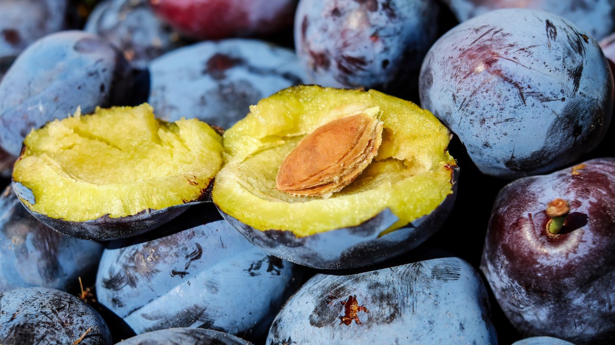 A ameixa é rica em fibras e sorbitol, combinação conhecida pelo efeito laxante e pela melhora do trânsito intestinal. O consumo regular contribui para aumentar o volume fecal e facilitar a evacuação. "Muitas pessoas recorrem à ameixa como última alternativa, quando deveriam incluí-la com mais frequência. Constância é a chave", destaca Sabina Donadelli / Pixabay