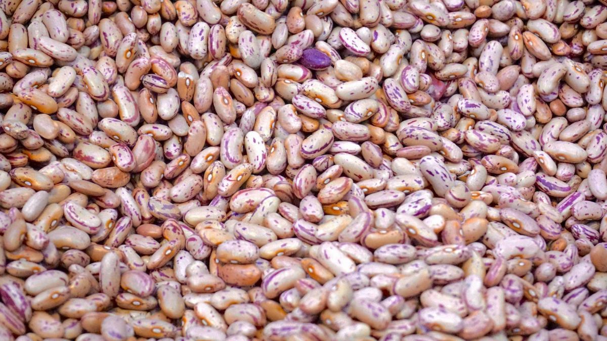 A remoção dos compostos fermentáveis diretamente na semente reduz drasticamente a necessidade do remolho longo que serve para lixiviar esses açúcares na água. A nova variedade permite um cozimento mais rápido e eficiente economizando gás e tempo sem a necessidade de trocas constantes de água/Pexels
